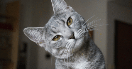 Seu Gato Vê Fantasmas? Veja o Que a Ciência Diz Sobre Isso!