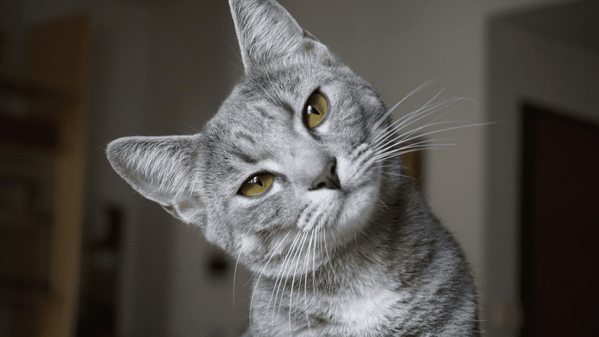 Gato olhando fixamente para o vazio em uma sala iluminada