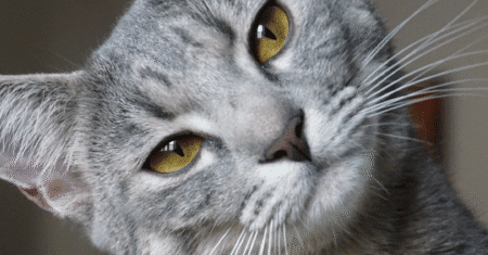 Seu Gato Está Vendo Espíritos? Veja os Sinais