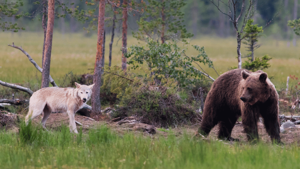 amizade entre urso e lobos