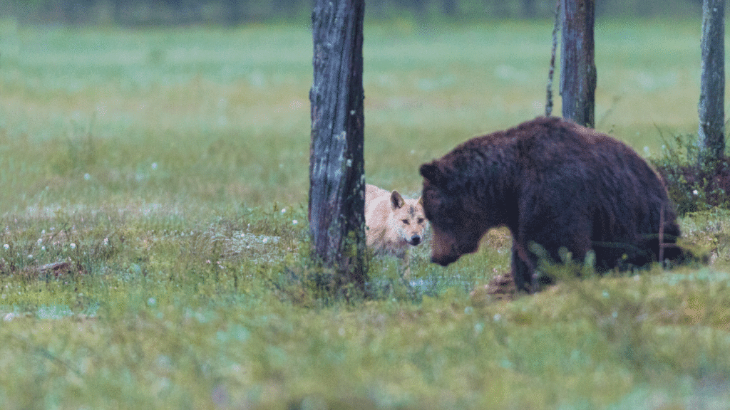 amizade entre urso e lobos