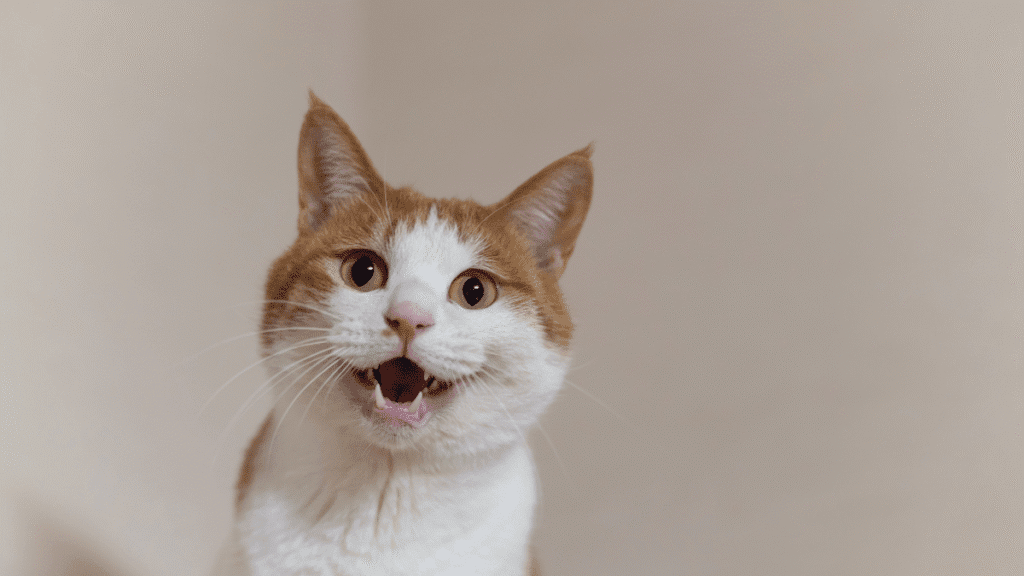 seu gato vê fantasma