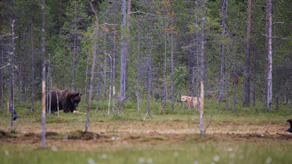 amizade entre urso e lobos
