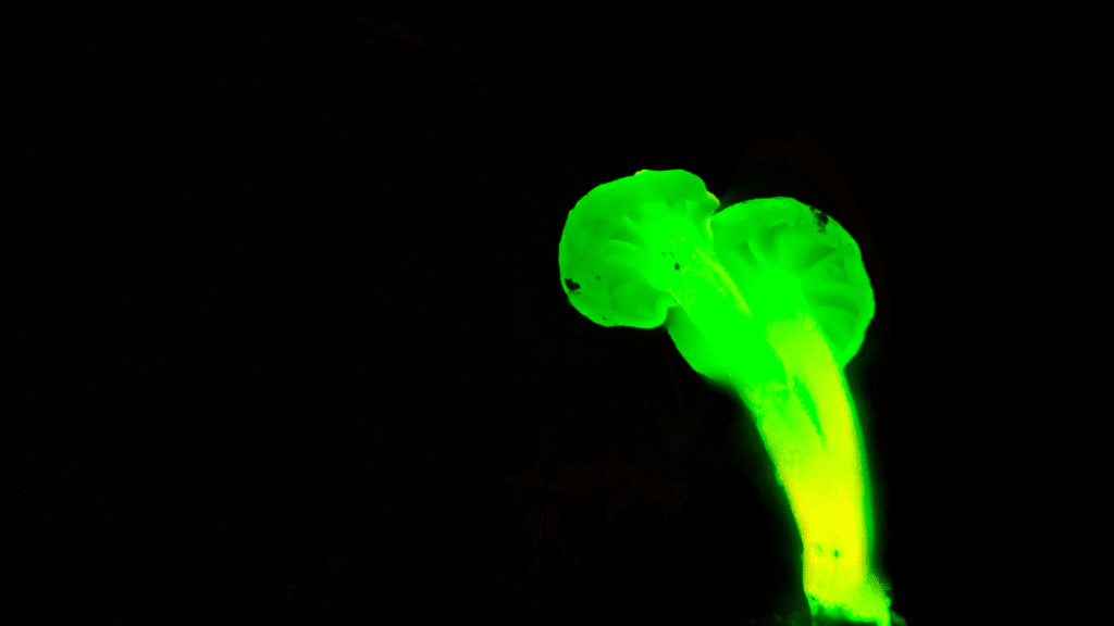Planta verde brilhando naturalmente no escuro