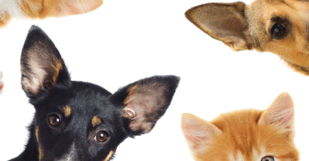 Animais que curam: como eles ajudam sua mente