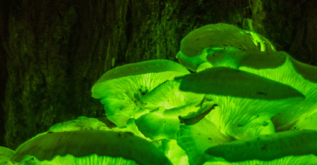 Plantas Que Iluminam Sozinhas? Sim.