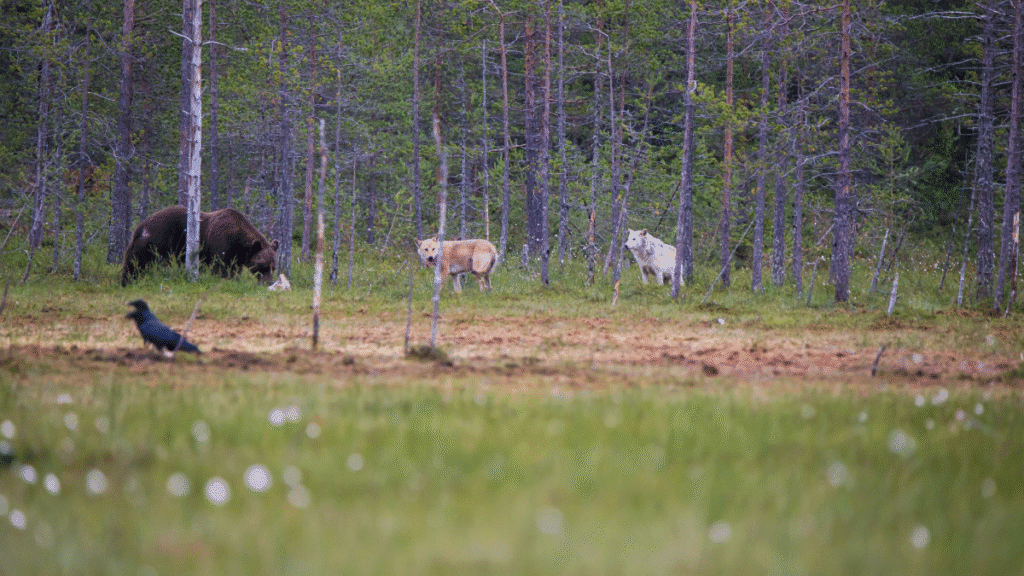 amizade entre urso e lobos