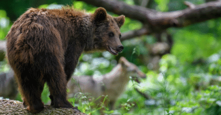 Amizade Incrível: Urso é Flagado Cuidando de Lobos na Natureza!