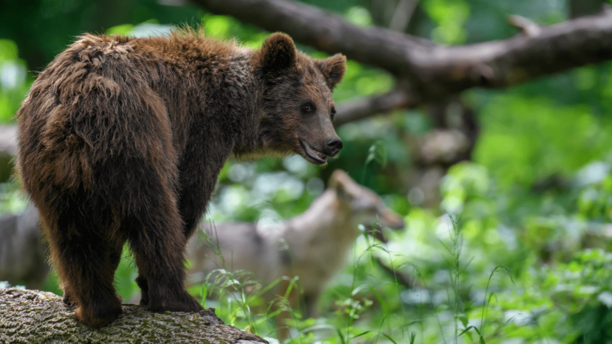Urso-pardo caminhando com lobos em floresta boreal