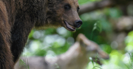 Um Urso. Um Lobo. Uma Amizade Inexplicável.