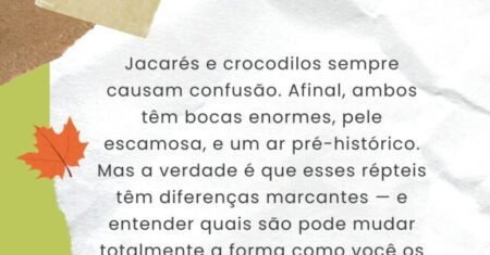 Você sabe quais as diferenças entre jacarés e crocodilos? Clique e confira!
