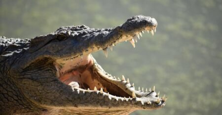 Jacaré ou crocodilo? Veja 10 curiosidades que vão mudar como você os enxerga