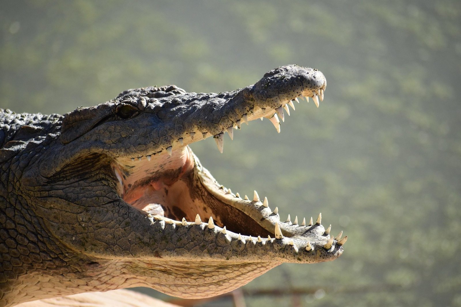Jacaré e crocodilo lado a lado mostrando diferenças no focinho e na pele