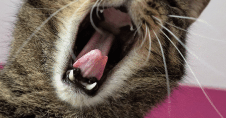 Por Que Gatos Ronronam? Prepare o Coração!